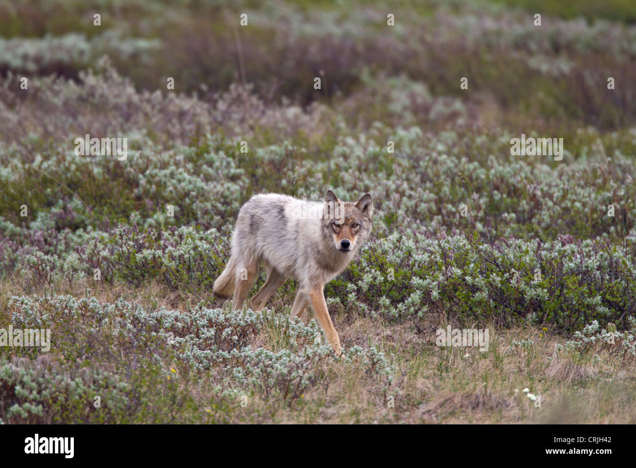 A young gray wolf from the Grant Creek Pack in Denali National Park trots across the tundra near the Denali Park Road Stock Photo