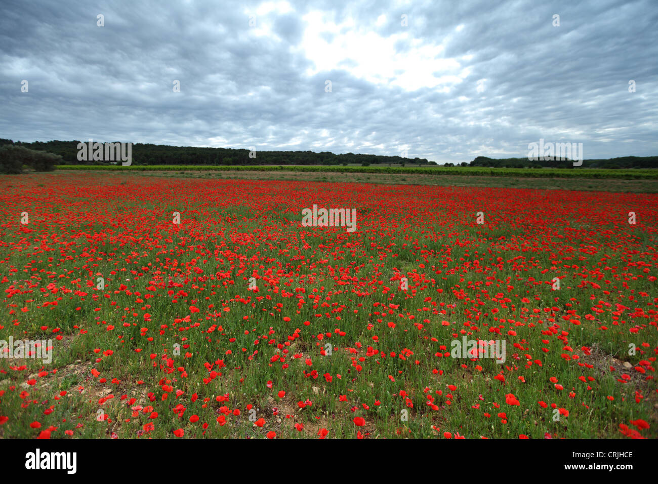 Field of poppies with beauty sky Stock Photo