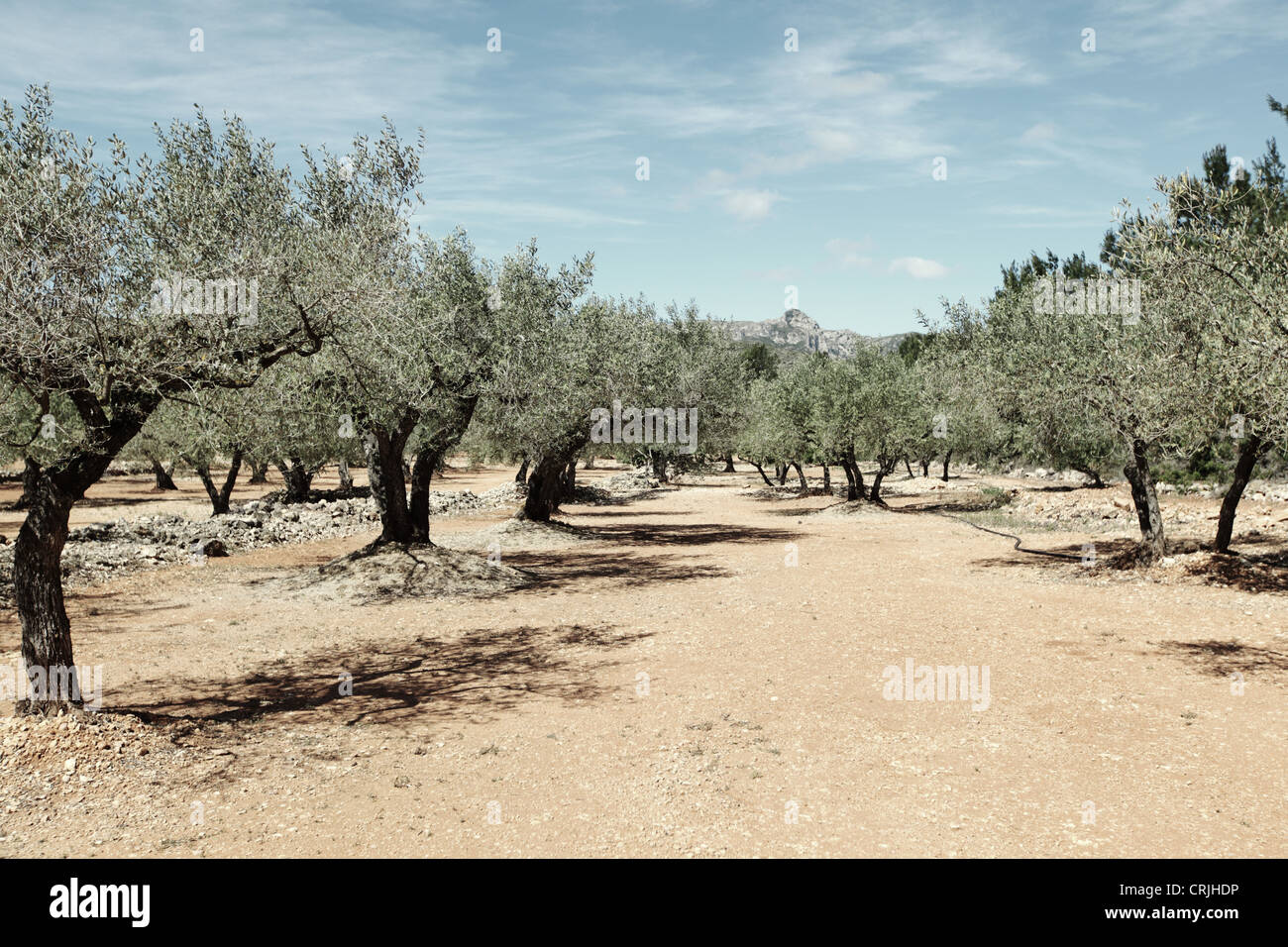 olive-trees-in-spain-stock-photo-alamy