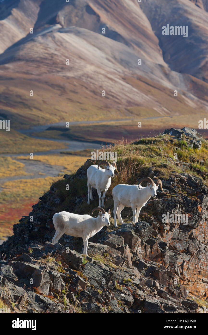 Polychrome Pass, Denali NP, Alaska, three Dall sheep rams perch on a cliff high above brilliantly colored tundra in fall foliage Stock Photo