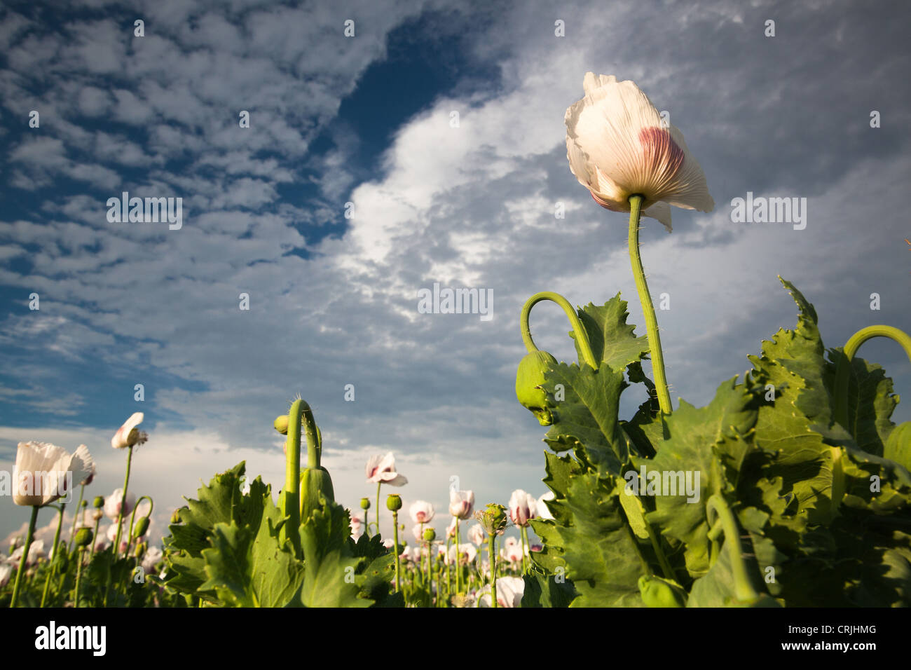 White poppy on blue sky background Stock Photo - Alamy