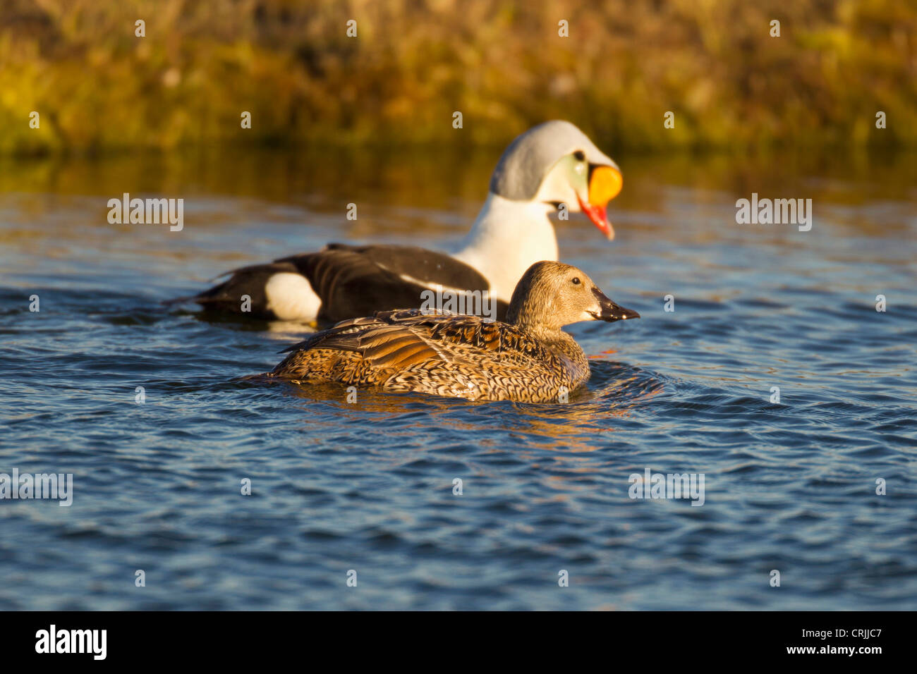 Arctic National Wildlife Refuge, Alaska, a pair of king eiders protect a tundra pond in springtime from other breeding eiders Stock Photo