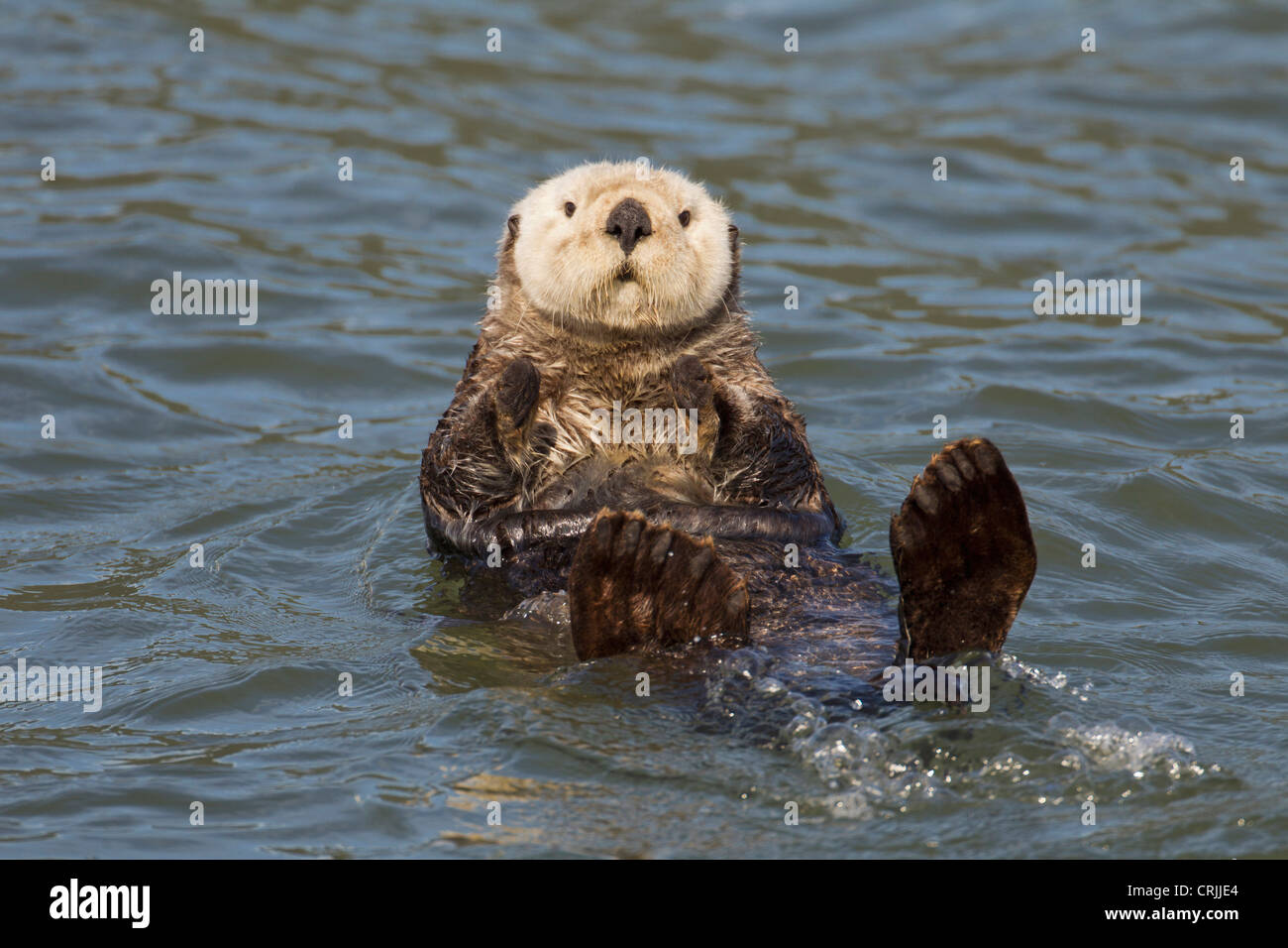 Prince William Sound, Alaska, sea otters play on icebergs at Surprise