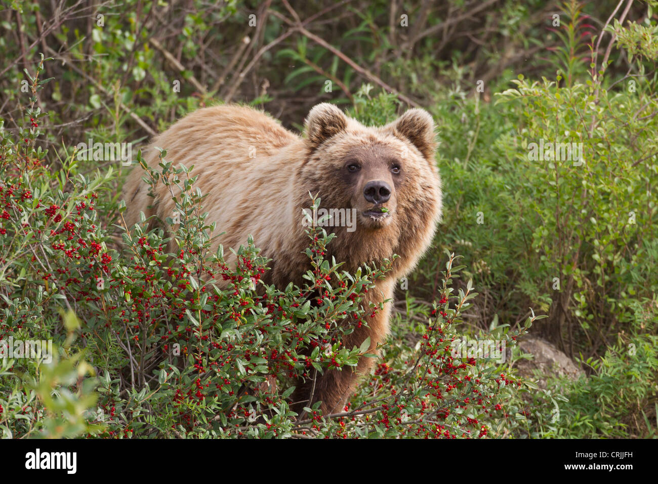 Gates of the Arctic National Park and Preserve, Alaska, an arctic
