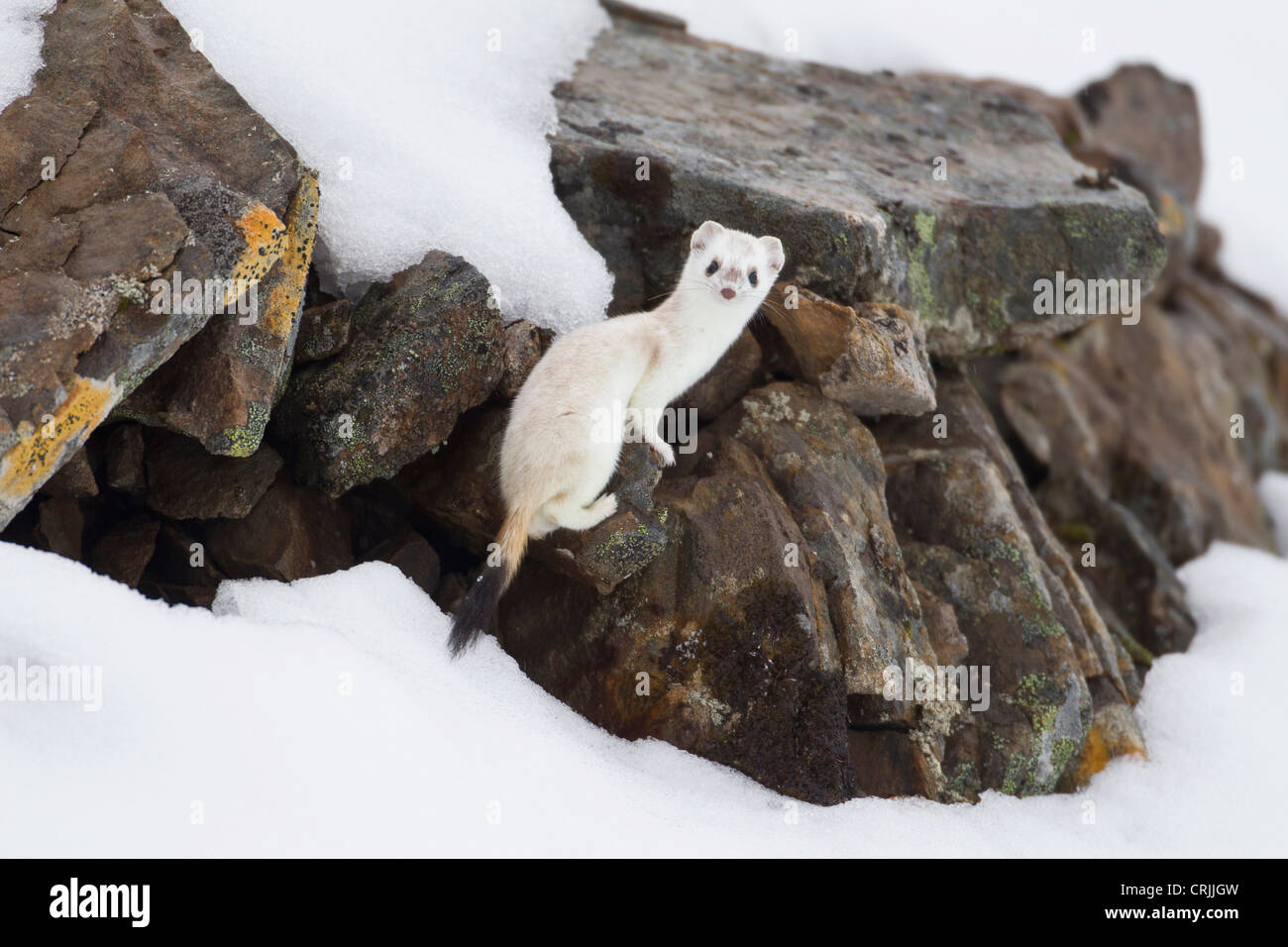 Brooks Range, Arctic National Wildlife Refuge (ANWR), Alaska, a short-tailed weasel darts among rocks Stock Photo