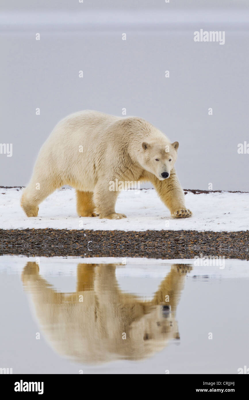 Arctic National Wildlife Refuge (ANWR), Beaufort Sea, Alaska, A Polar ...