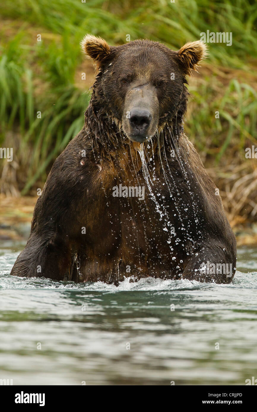 USA, SW Alaska, Geographic Harbor, coastal Katmai National Park, Brown bear, Ursus arctos horribilis, AKA Grizzly Bear Stock Photo