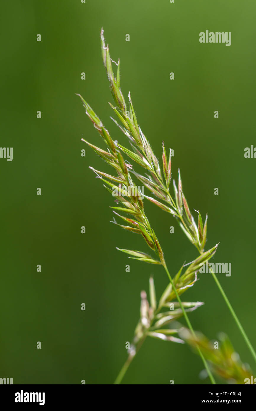 Macro photo of a grass flower Stock Photo