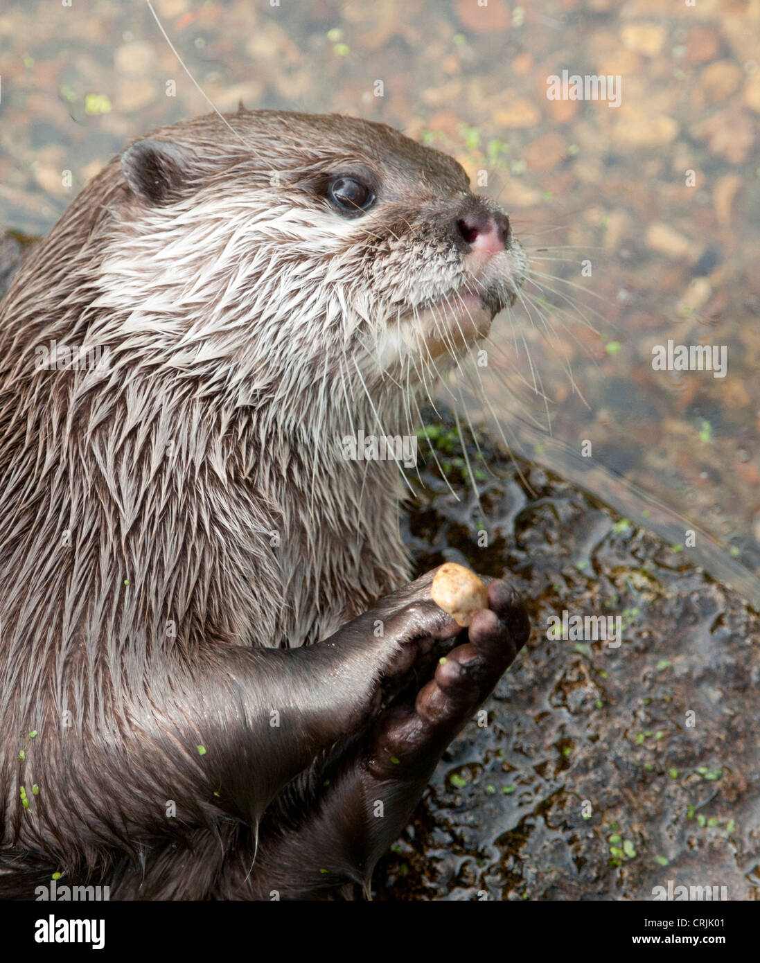 Otter playing with a pebble Stock Photo - Alamy