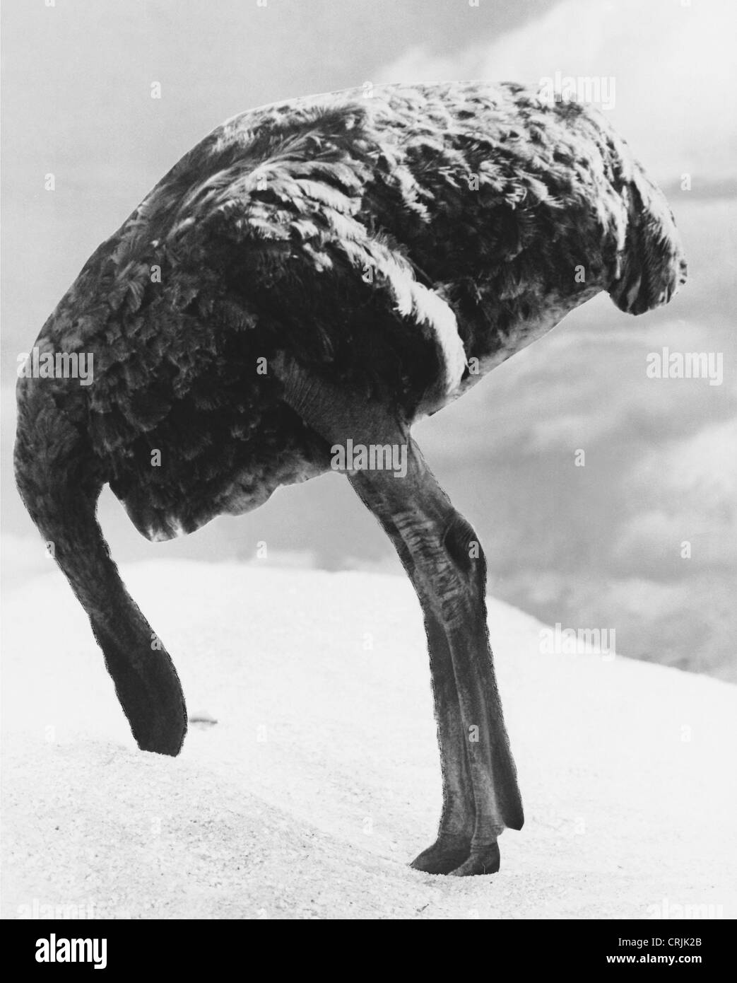 Ostrich stuck with head in the sand Stock Photo