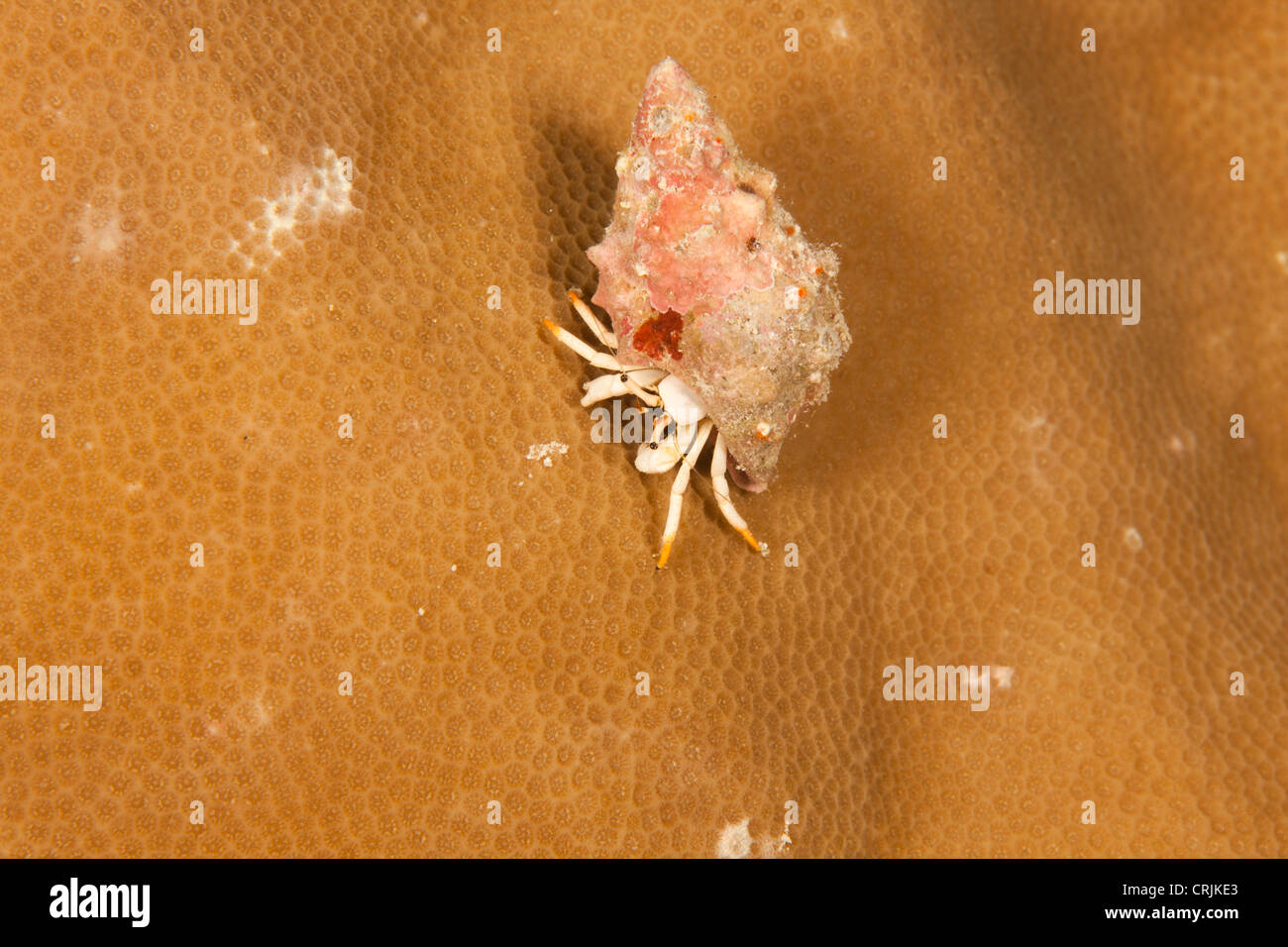 Small White Hermit Crab (Calcinus minutus) on a tropical coral reef off the island of Palau in Micronesia. Stock Photo