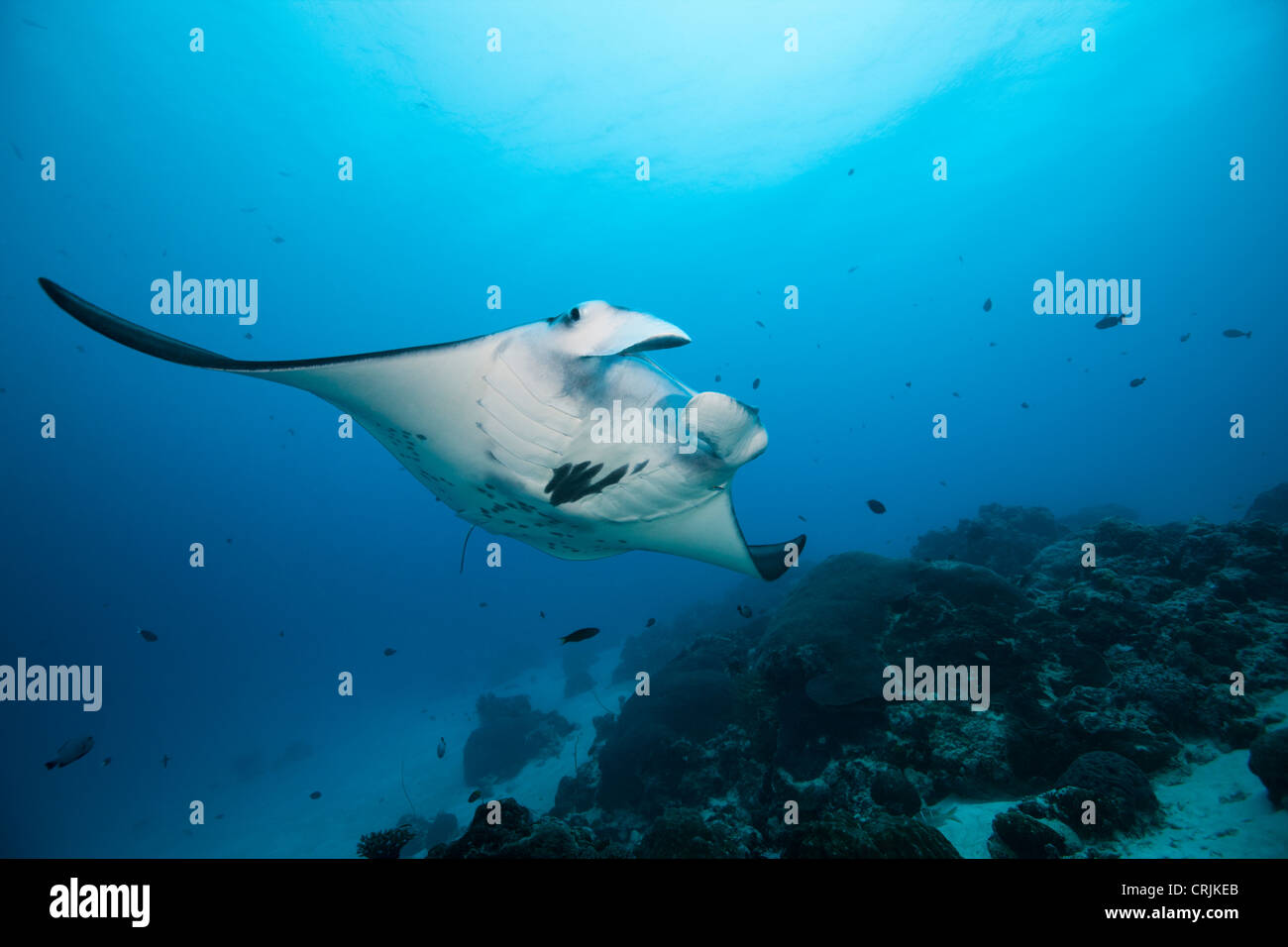 Giant Manta (Manta birostris) swimming near a cleaning station in the German Channel off the islands of Palau in Micronesia. Stock Photo