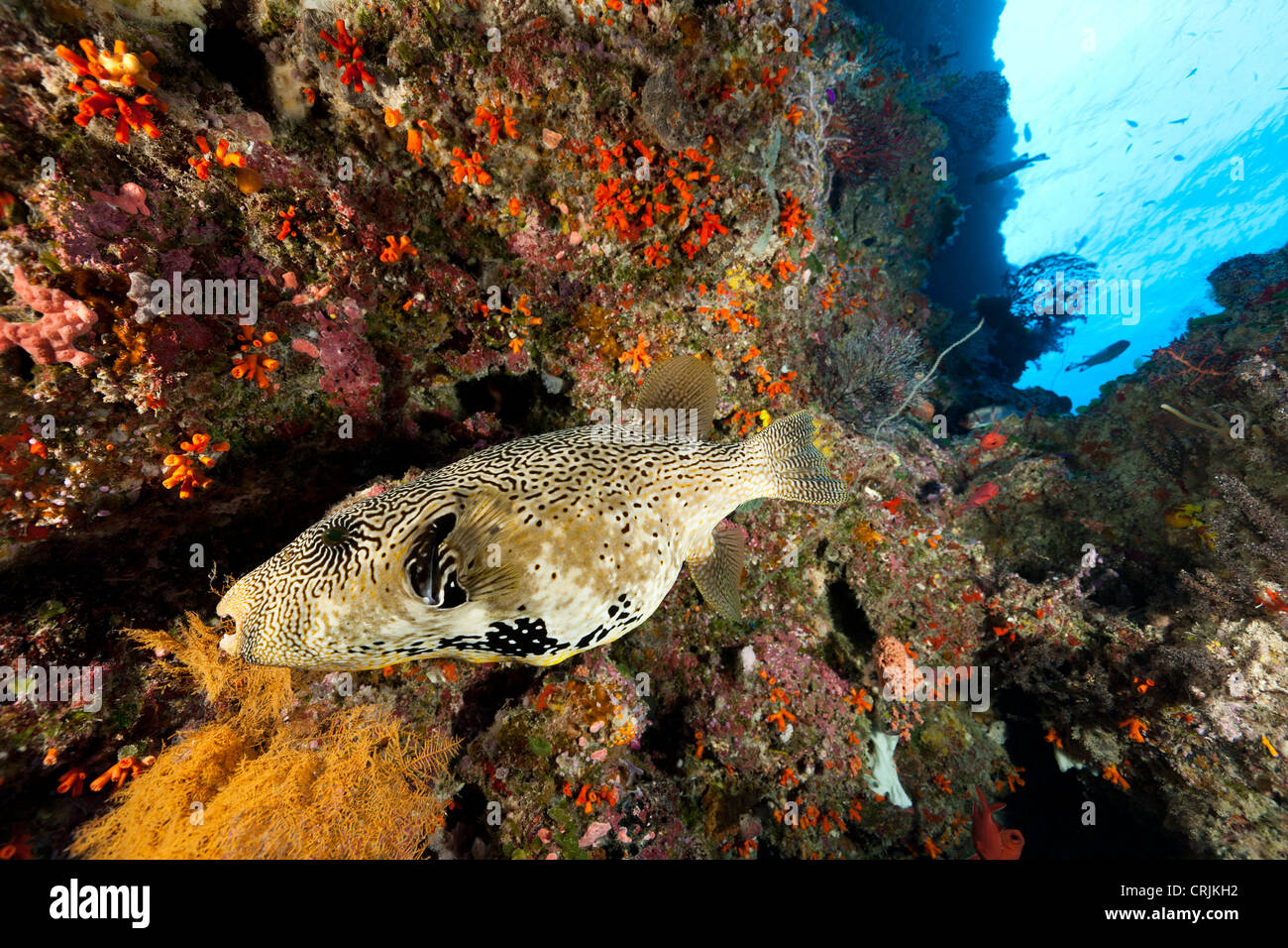 Map Puffer (Arothron mappa) swimming with other fish on a coral and sponge encrusted sea wall Stock Photo