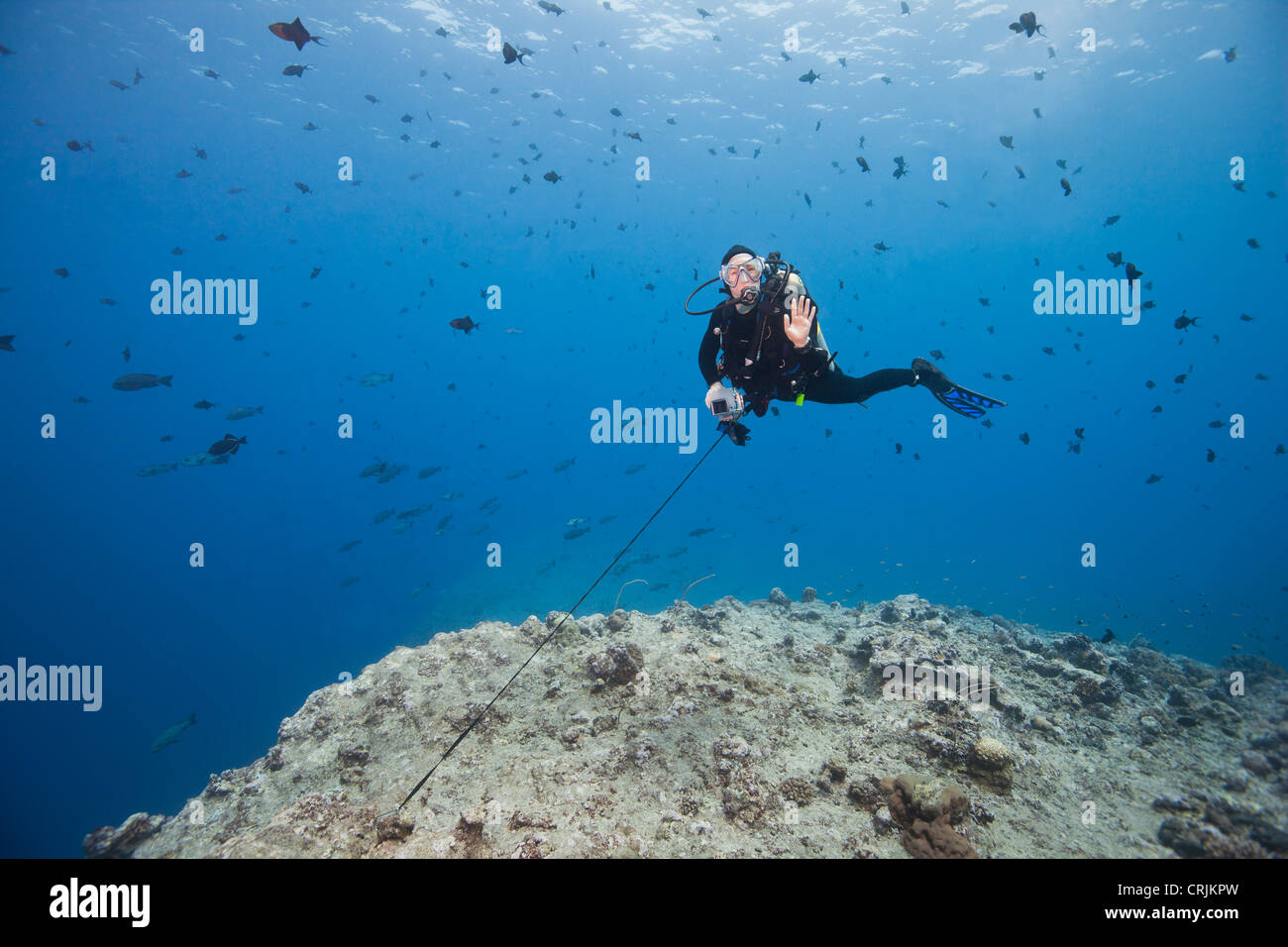 Scuba diver using a reef hook to watch sharks and other fish Stock