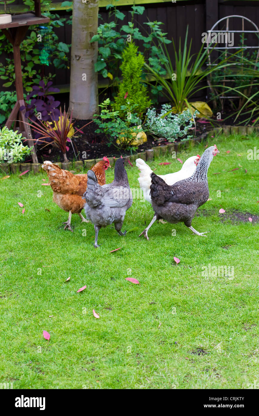 An free range chicken at home in an English garden Stock Photo