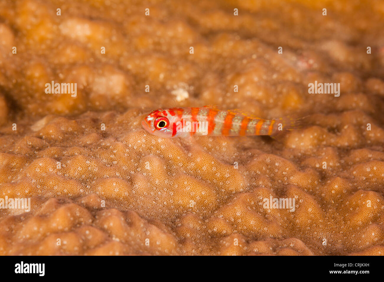 Candycane Dwarfgoby (Trimma cana) on a tropical coral reef off the islands of Palau in Micronesia. Stock Photo