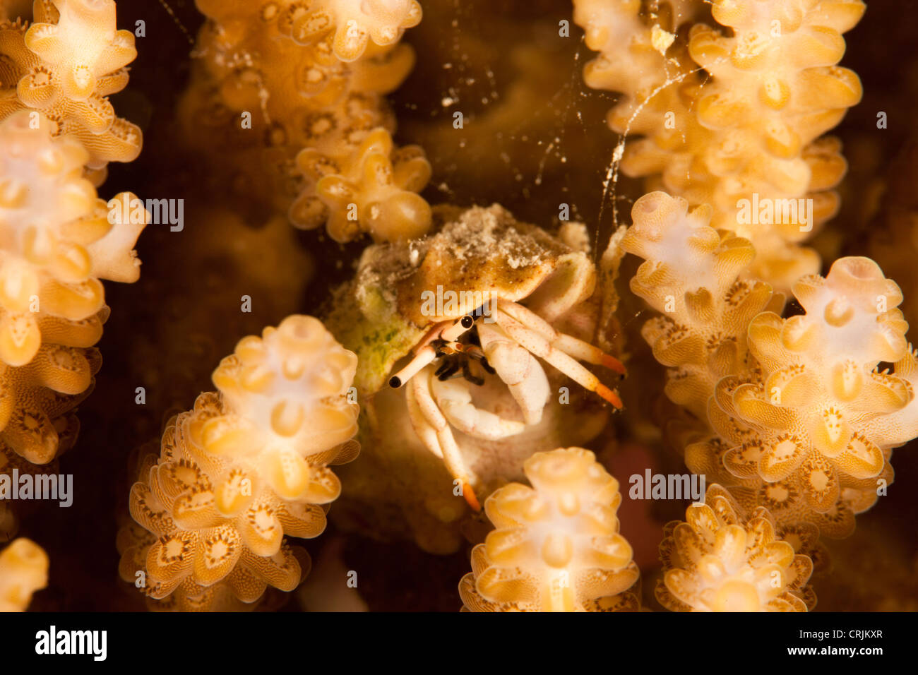 Small White Hermit Crab (Calcinus minutus) on a tropical coral reef off the island of Palau in Micronesia. Stock Photo