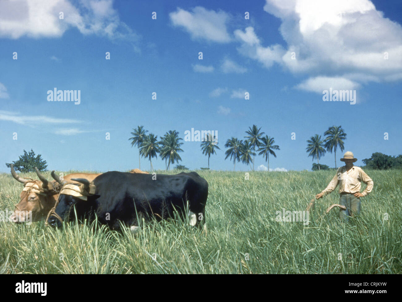 Farmer with cattle working in sugar cane field, Puerto Rico Stock Photo