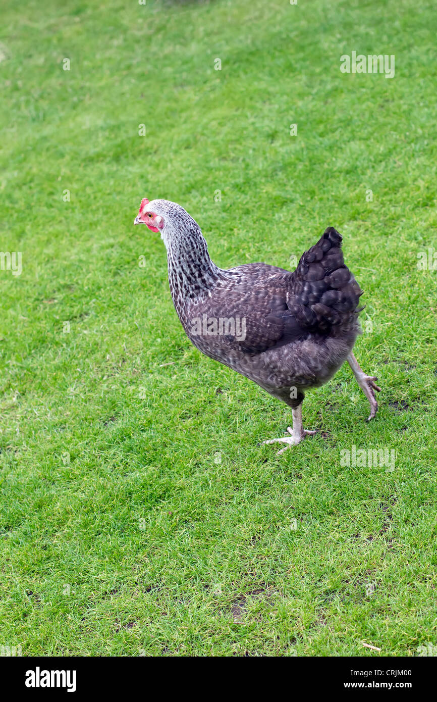 An free range chicken at home in an English garden Stock Photo