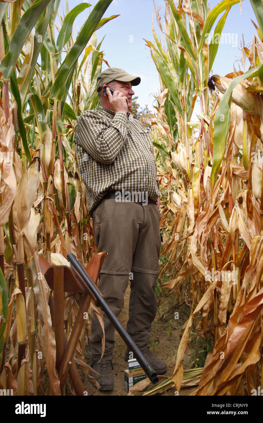pigeon hunter standing in a corn field phoning by mobile, Germany Stock