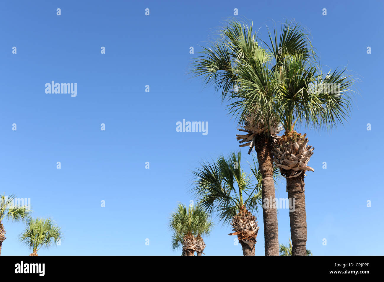 Palm trees during clear sunny day Stock Photo