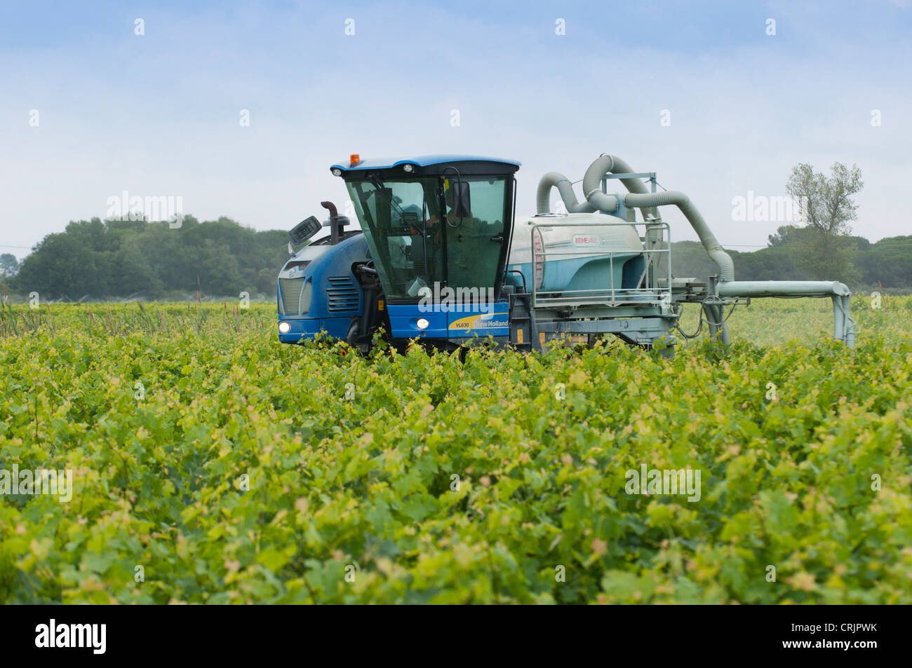 chemical pest control with a harvester in a vineyard, France, Languedoc ...