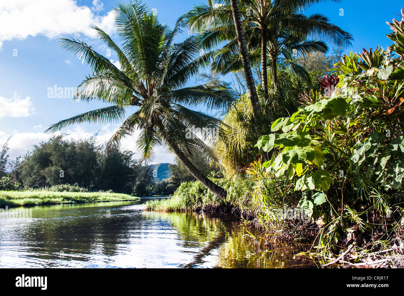 Stream flora hi-res stock photography and images - Alamy