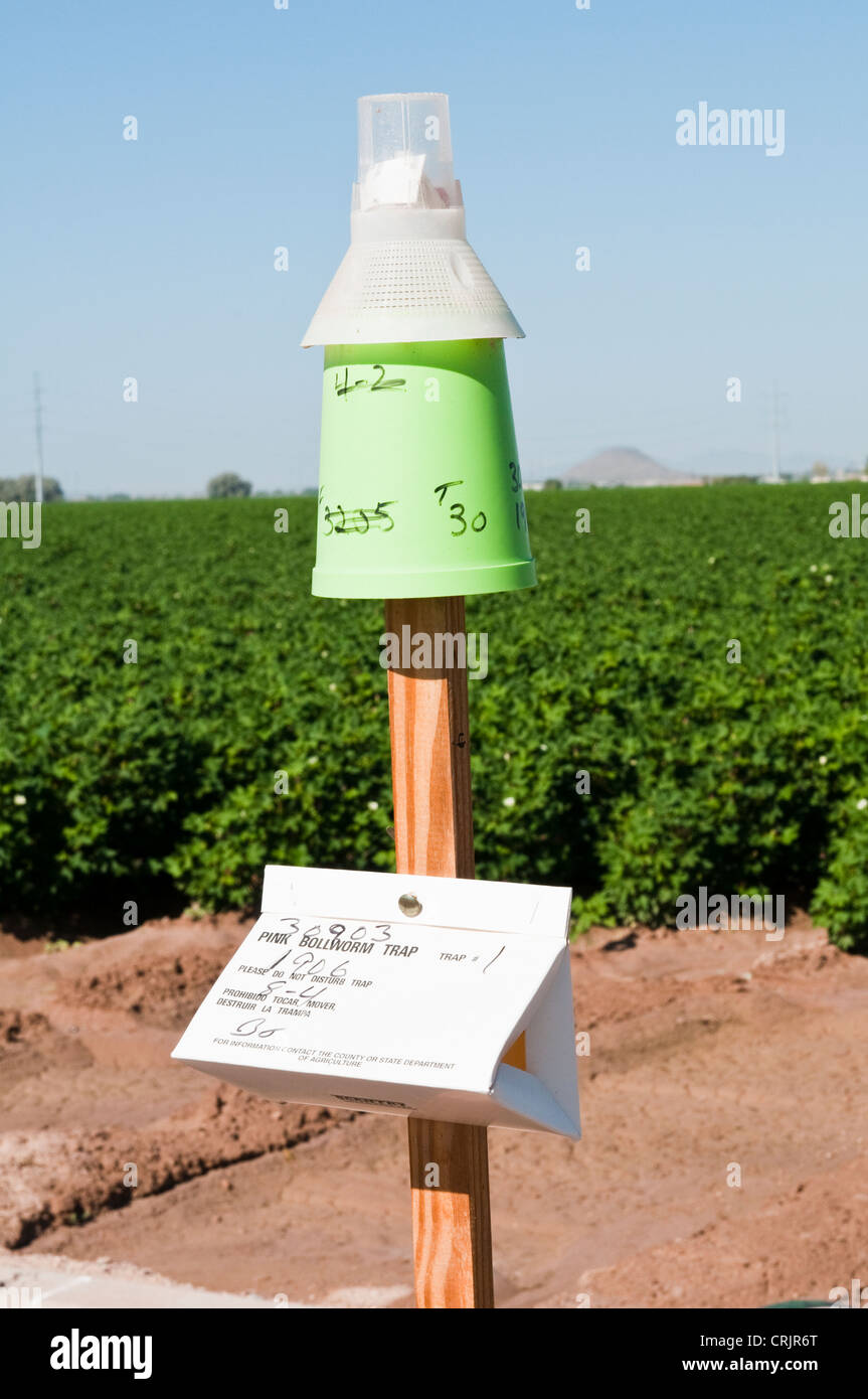 A pink bollworm trap is located next to a maturing cotton field. Stock Photo