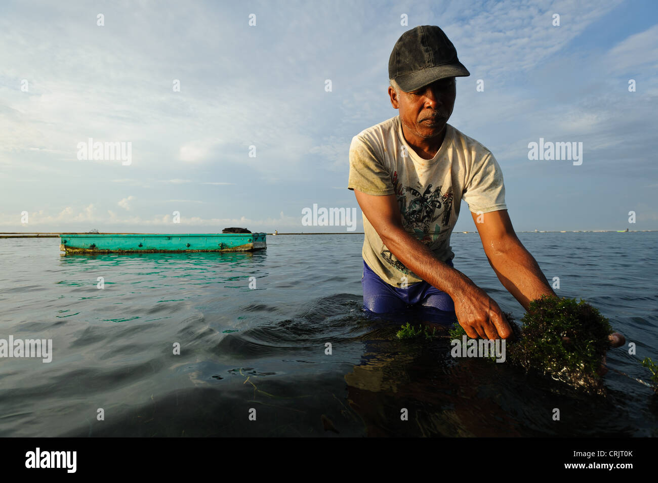 A seaweed farmer harvesting seaweed, Kutuh, Bali, Indonesia. Stock Photo