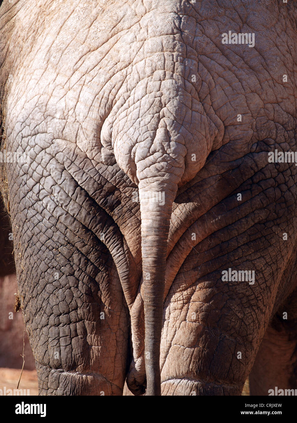 Close up of an african elephant back. Stock Photo