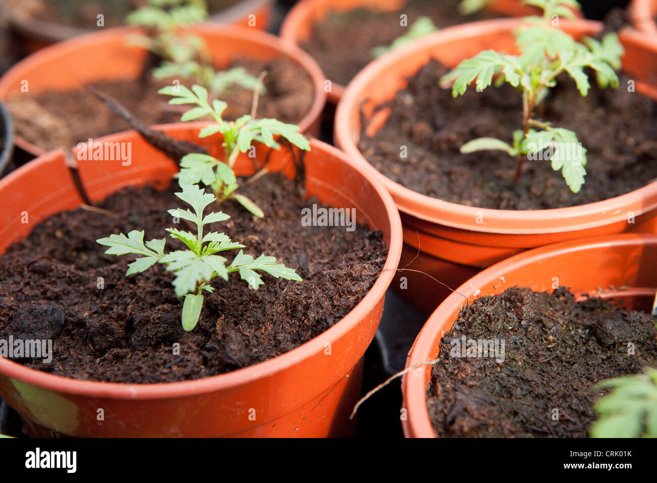 Tagetes (Marigold) Seedlings growing in small orange plastic plant pots