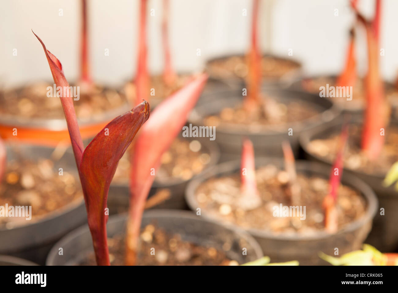 Canna Durban growing from seed in small plastic pots in a greenhouse