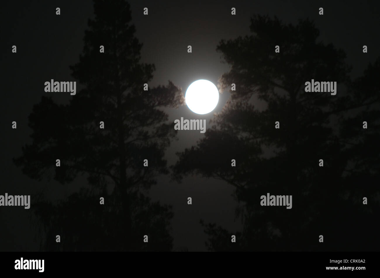 Especially big full moon in the town of Kirkkonummi between the trees. Stock Photo
