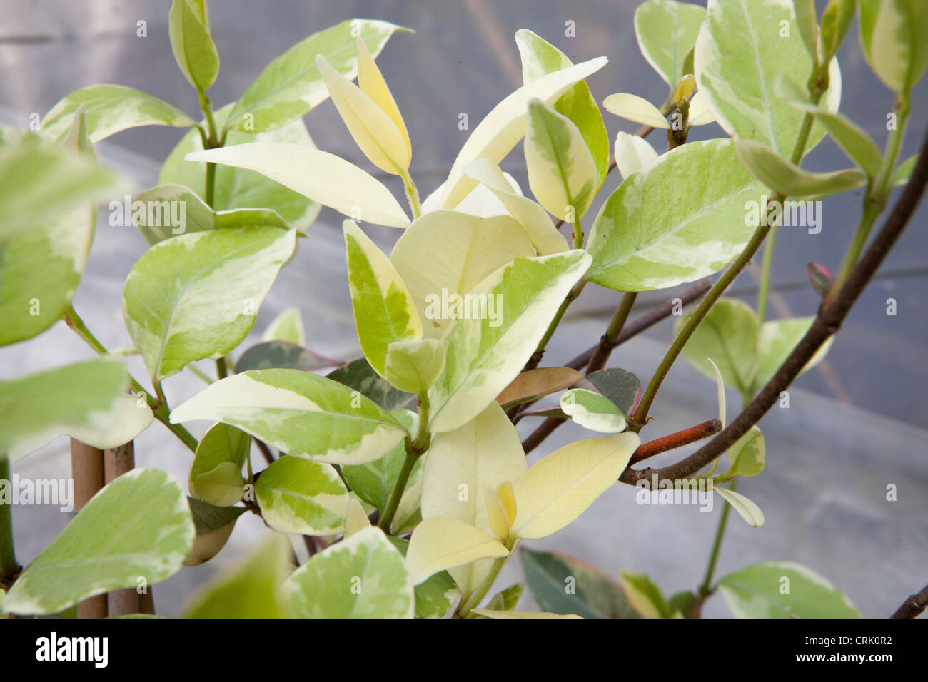 Trachelospermum jasminoides 'Variegatum' Stock Photo