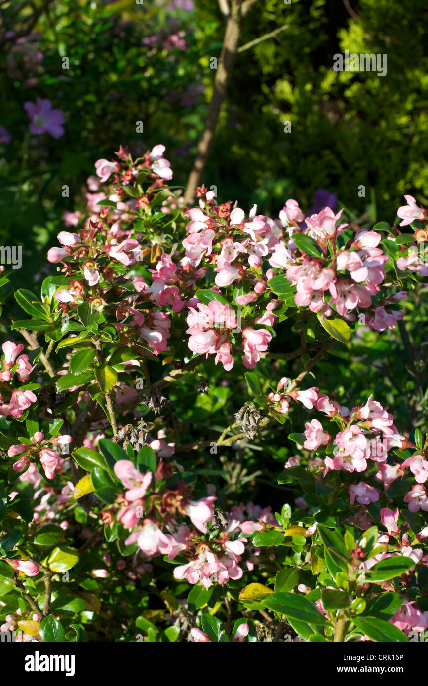 Close-up of pink flowering Escallonia Apple Blossom in a Surrey garden in June Stock Photo