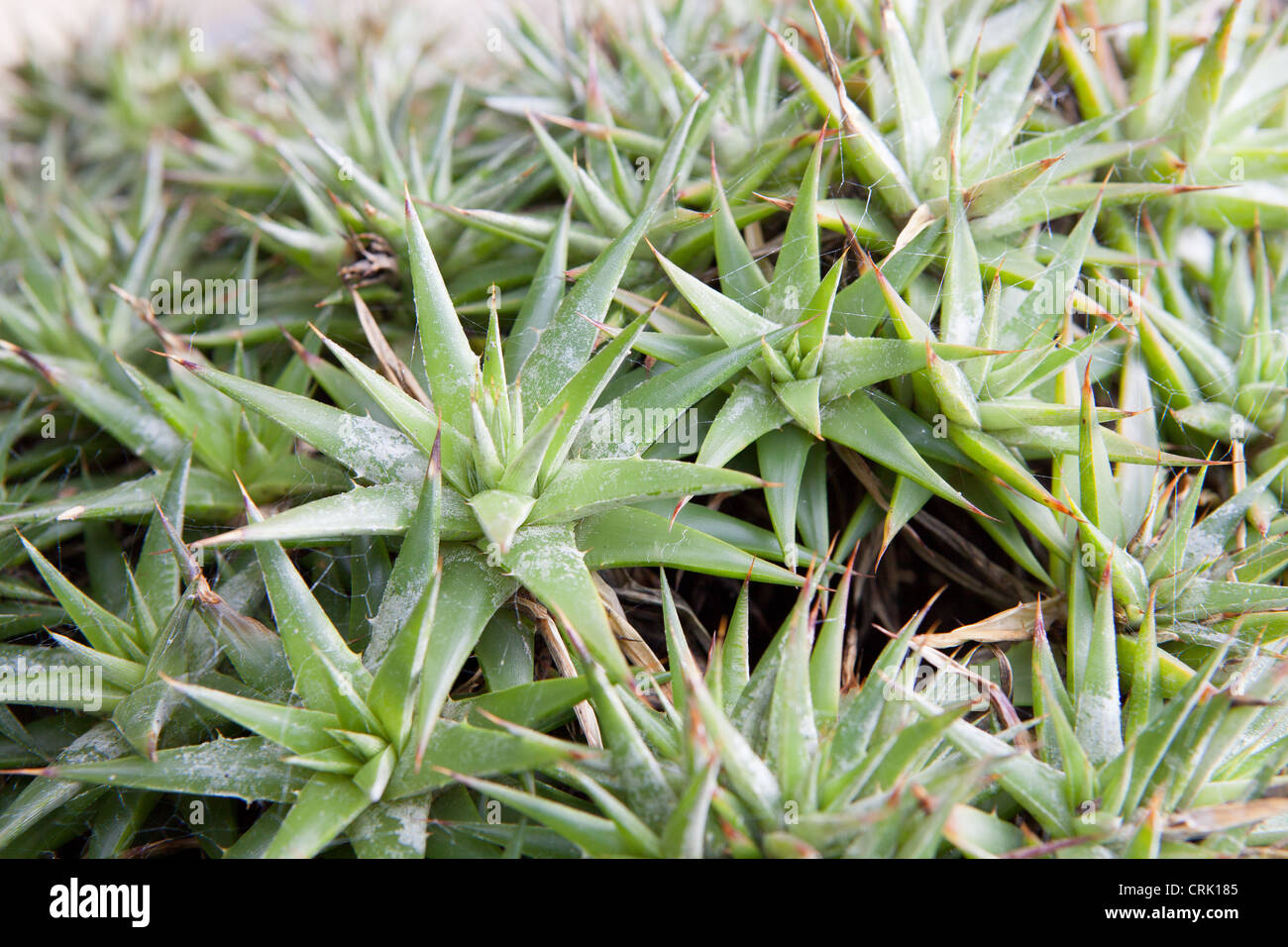 Bromeliad (Deuterocohnia brevifolia) Stock Photo