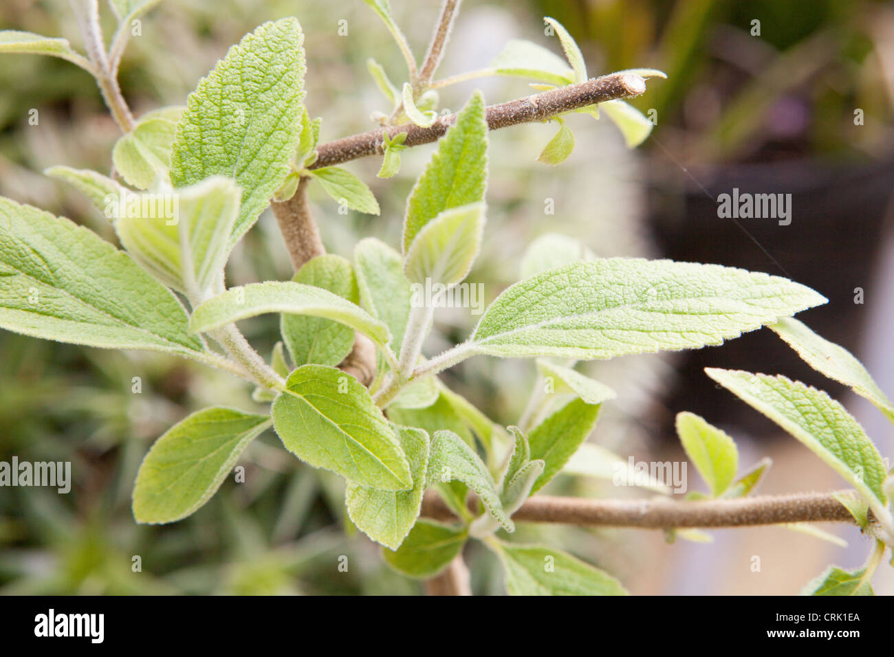 Colquhounia coccinea. Himalayan Mint Plant. Stock Photo