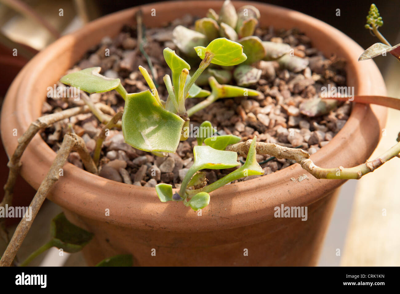 Senecio species growing in a terracotta pot Stock Photo