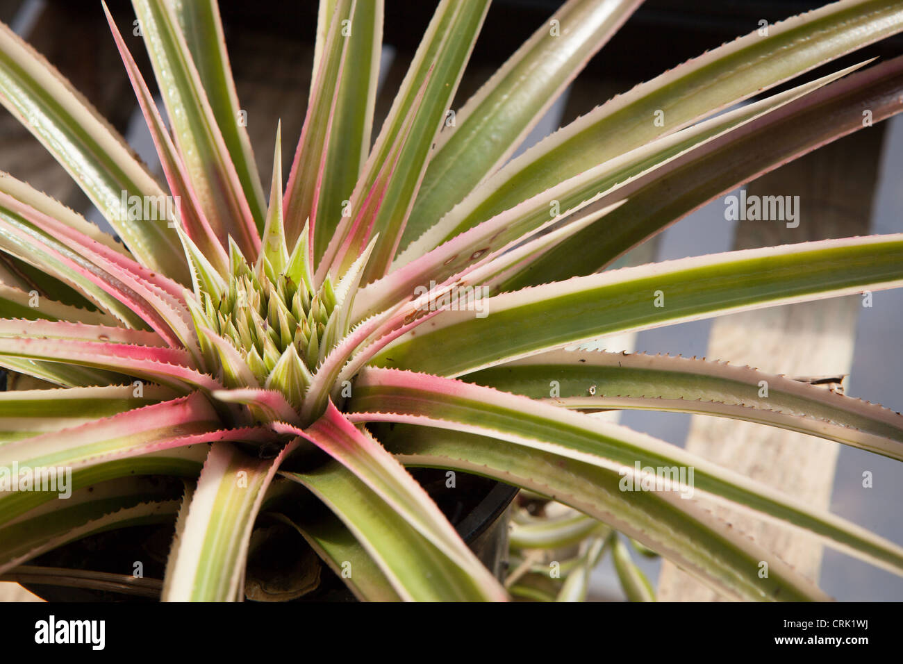 Bromeliad - Neophytum 'Galactic Warrior' Stock Photo - Alamy