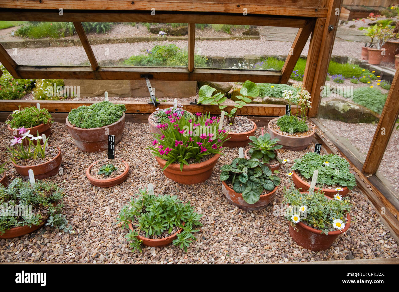 A variety of Alpine plants growing in pots on gravel covered staging within a traditional wooden greenhouse with opening lights. Stock Photo
