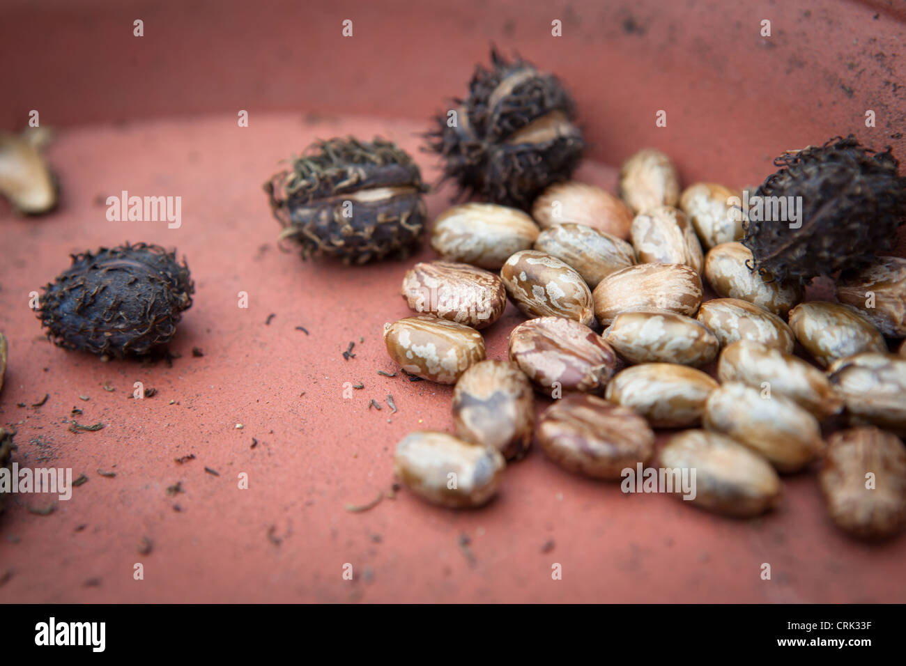 Castor Oil Plant Seeds - Ricinus Seeds being de-shelled from their dried  pods ready for planting or storing Stock Photo - Alamy