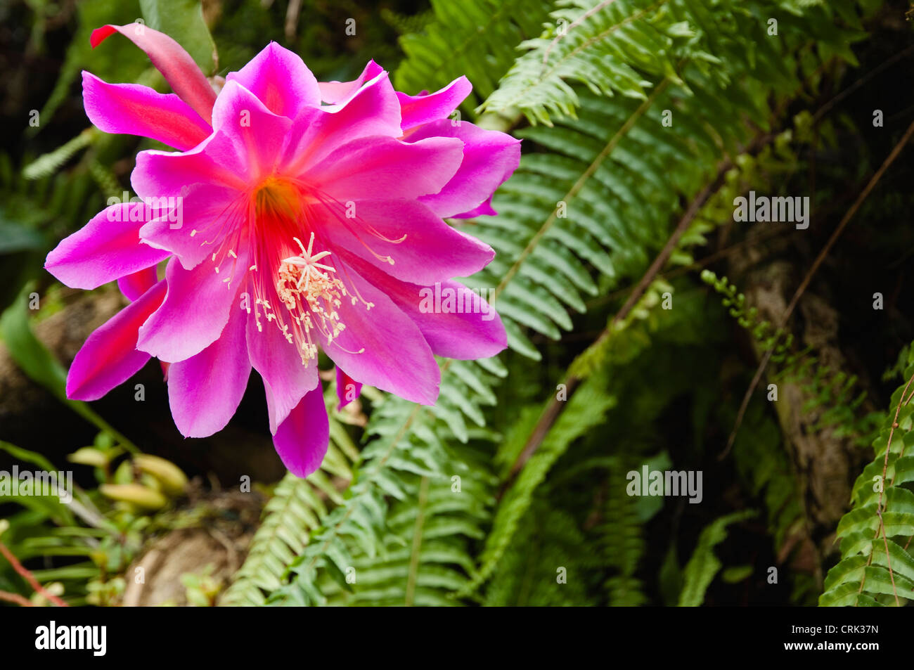 Bright pink flower growing in a tropical greenhouse, with a backdrop of ferns.  UK. Stock Photo