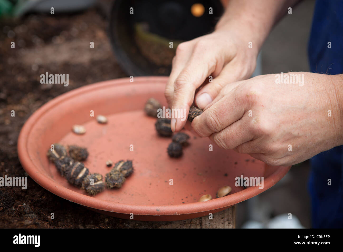 Castor Oil Plant Seeds - Ricinus Seeds being de-shelled from their dried pods ready for planting or storing Stock Photo