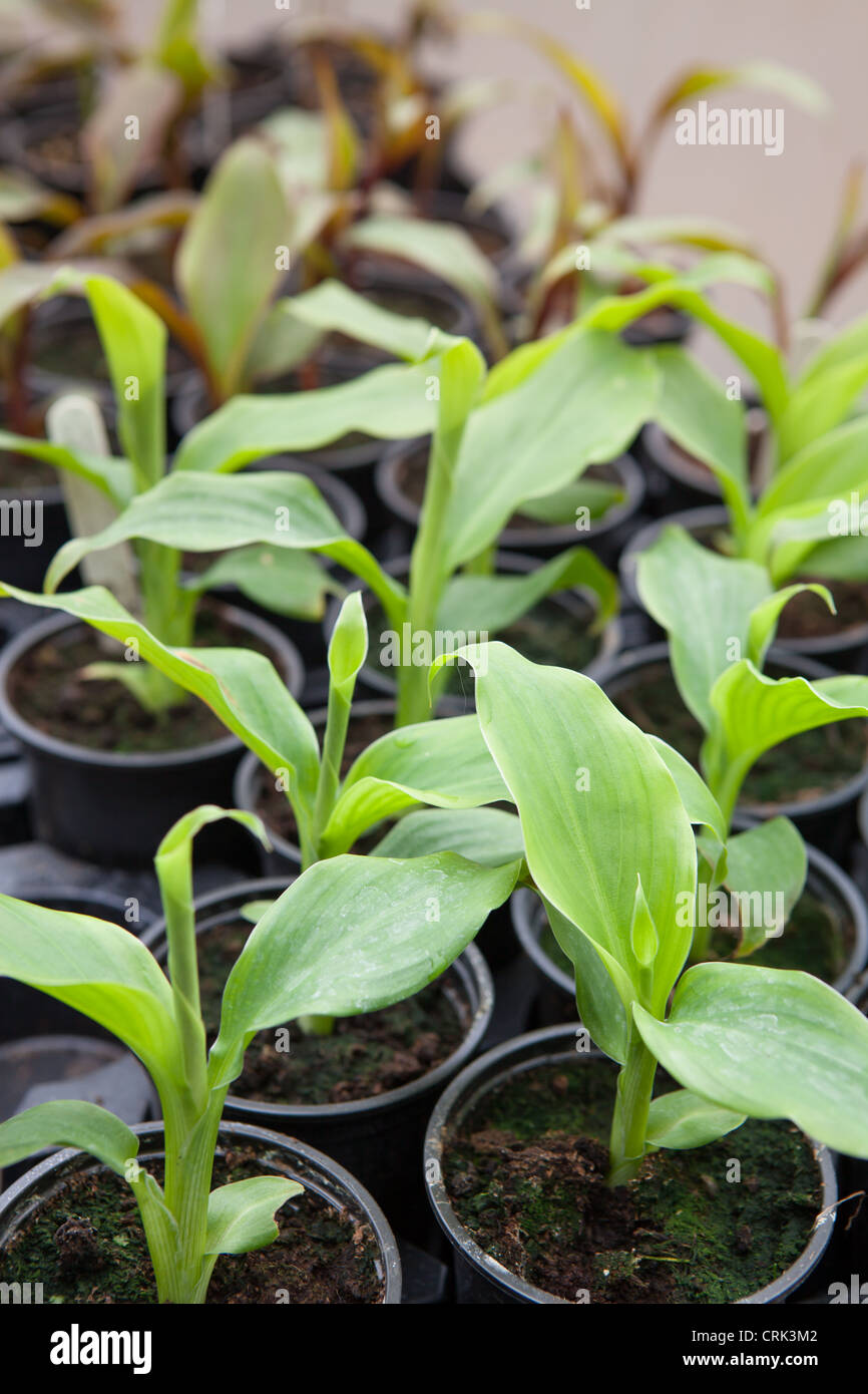 Canna Plants Being Grown From Seed In A Poly Tunnel In The Uk Many Black Plastic Pots Contain These Fast Growing Seedlings Stock Photo Alamy