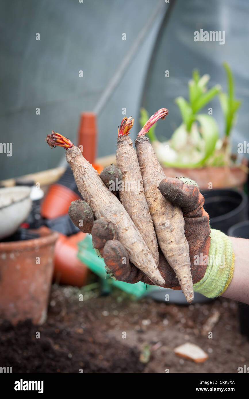Tubers of Incarvillea delavayi (Hardy Gloxinia) being held in a man's hand Stock Photo