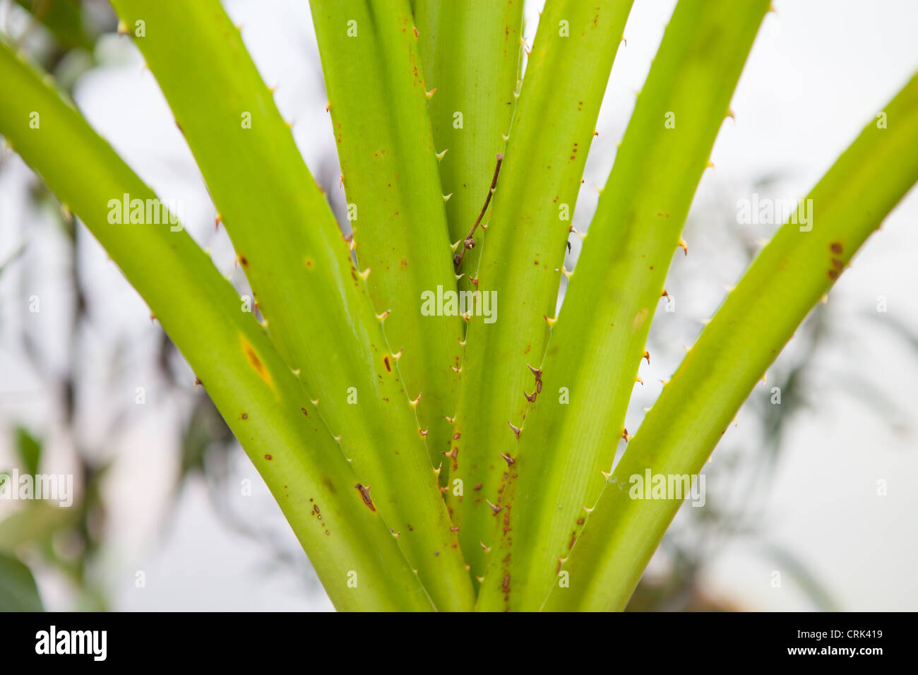 Pandanus furcatus Roxb., also known as Korr, Pandan or Himalayan/Nepal