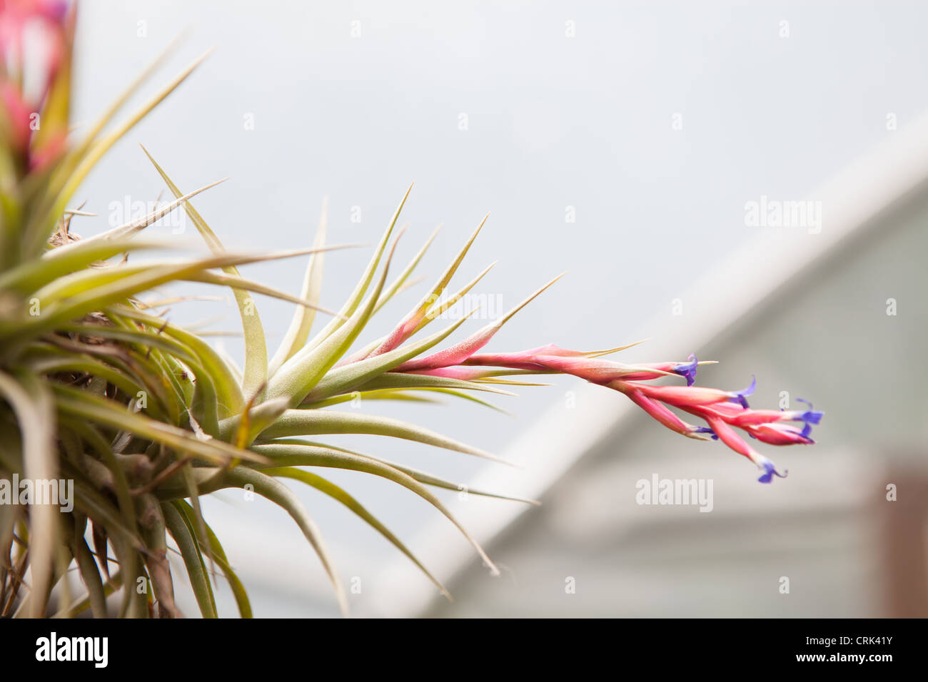 The flowering Tillandsia - Bromeliad Stock Photo
