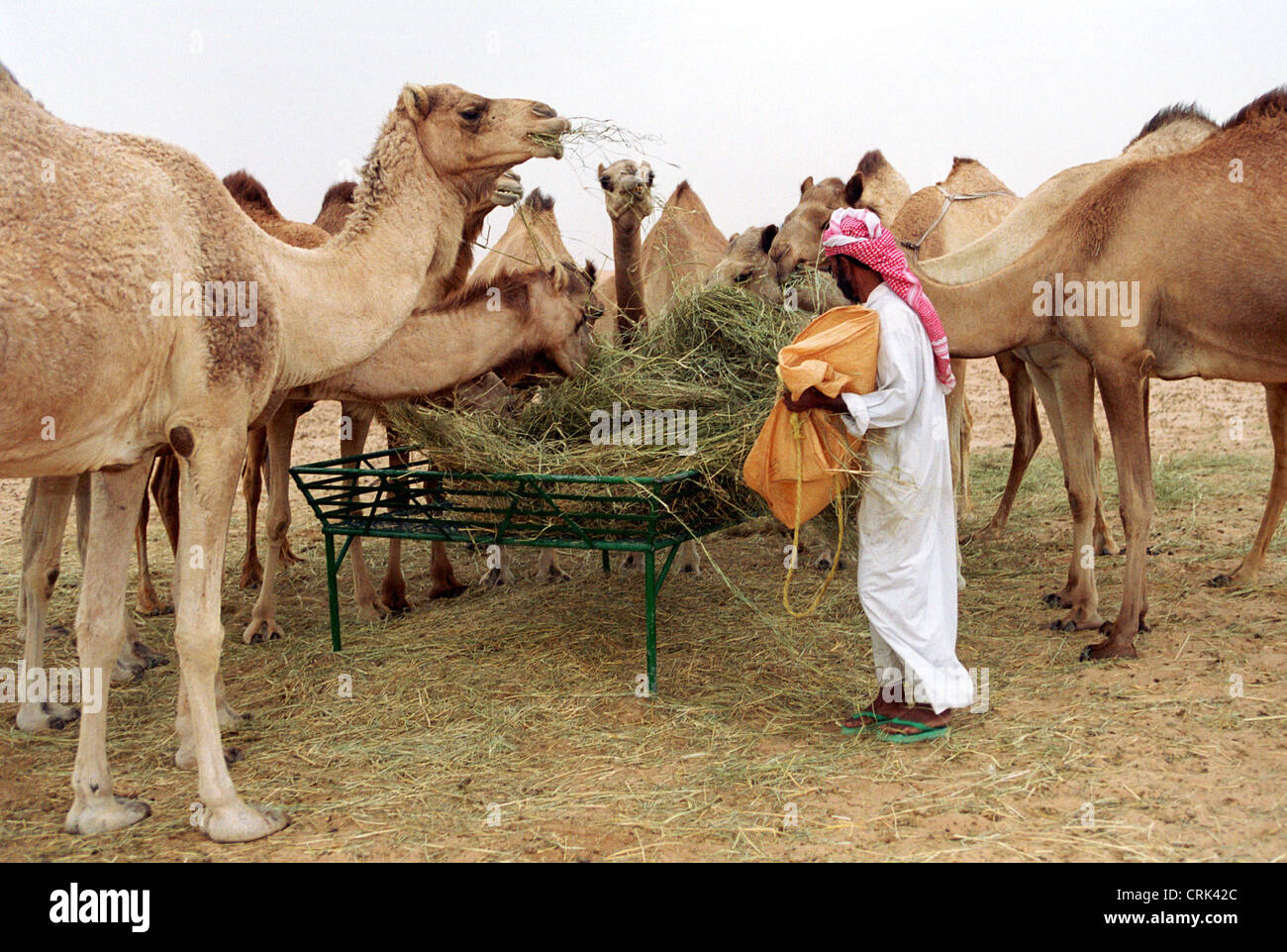A man feeds his camels in Dubai Stock Photo
