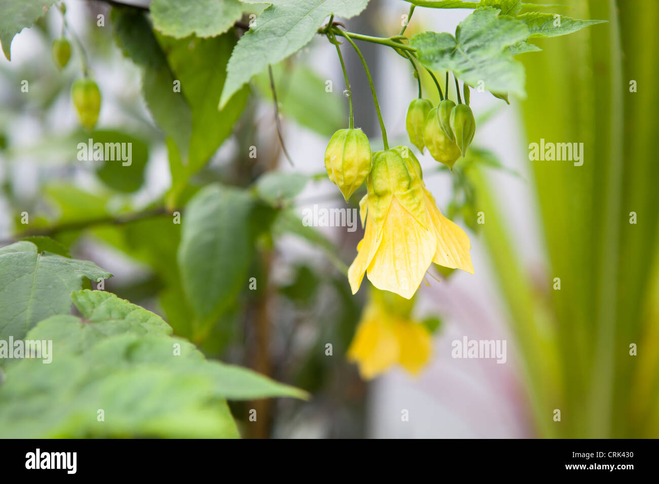 Abutilon 'Waltz'  (Flowering Maple) Close up detail of the flowers Stock Photo