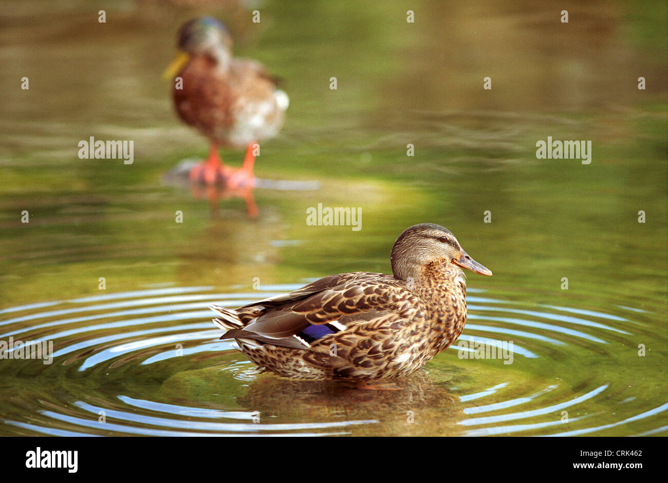Ducks on a Pond Stock Photo